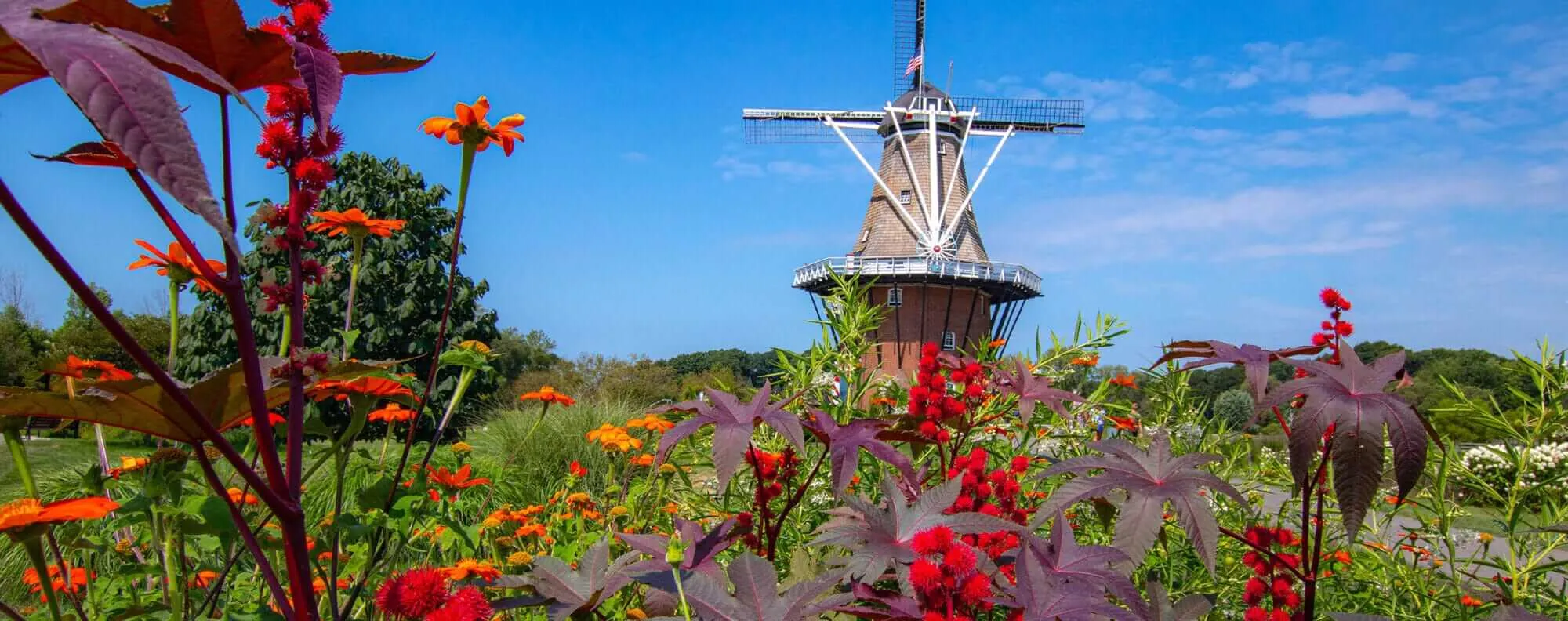 Ftr Windmill Red opt